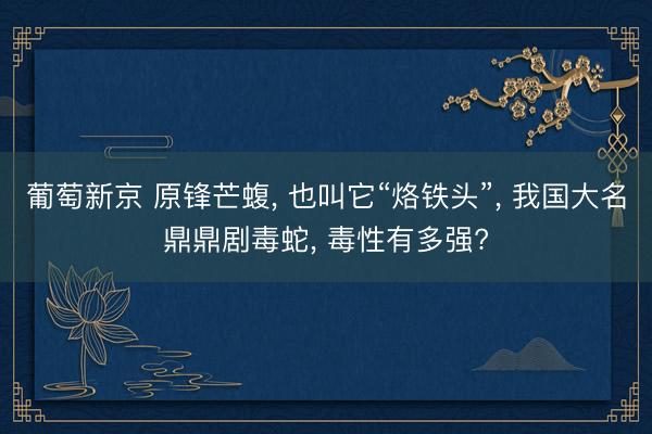 葡萄新京 原锋芒蝮， 也叫它“烙铁头”， 我国大名鼎鼎剧毒蛇， 毒性有多强?