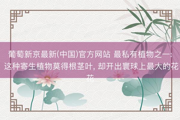 葡萄新京最新(中国)官方网站 最私有植物之一: 这种寄生植物莫得根茎叶， 却开出寰球上最大的花
