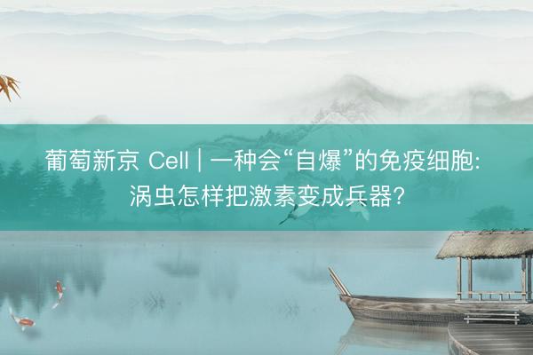 葡萄新京 Cell | 一种会“自爆”的免疫细胞: 涡虫怎样把激素变成兵器?